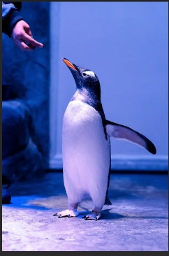 dubai aquarium & underwater zoo with penguin cove